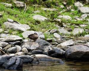 duck standing on a rock next to a river