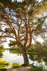 Amazing old tree with a birdhouse. Nature beauty. Symbol of love. Old pine near a river in sunny day. Beautiful sunset