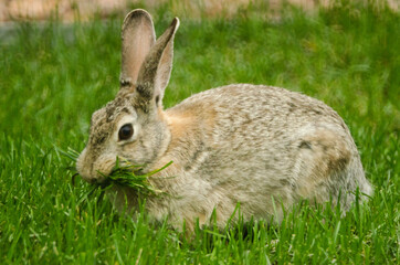 Rabbit with a mouthful of grass.