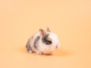 Brown adorable baby rabbit on yellow background. Cute baby rabbit.