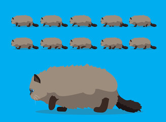 Animal Animation Sequence Cat Persian Cartoon Vector