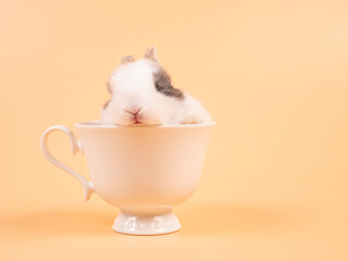 Cute bunny in cup. Young lovely bunny easter baby brown rabbit sitting in a white coffee cup on yellow background.