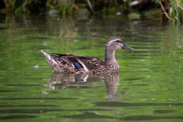 Obraz premium duck on the lake