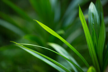 Close up of Pandan plant 