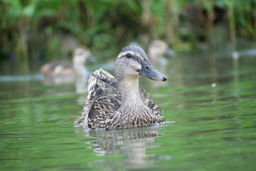 duck in the water