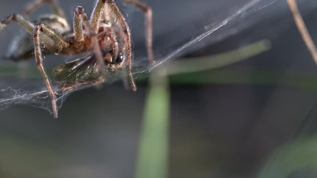 Eine Trichterspinne Agelena labyrinthica wartet am Ende des Fangtrichters in ihrer Wohnh&ouml;hle auf ins Netz gegangene Insekten und erbeutet Grash&uuml;pfer