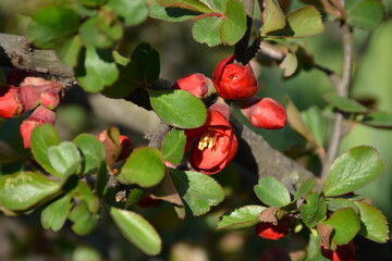 The buds of the flowers of the Chaenomeles shrub begin to blossom.