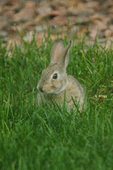 A baby rabbit looking for the next blade of grass to eat.