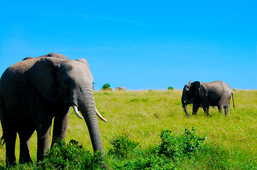 Elephants - Masai Mara - Kenya