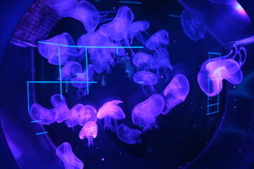 colored jellyfish swim in the sea of water in the aquarium