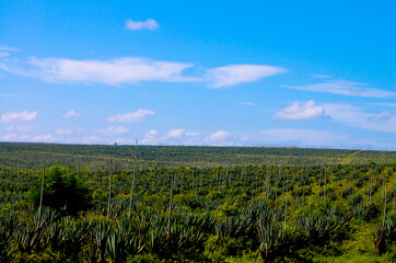 Obraz premium Sisal Fibre Plantation - Tanzania