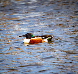 A Northern Shoveler Duck on the water