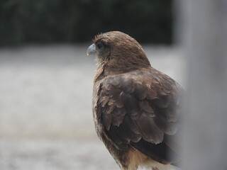red tailed hawk