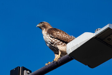 A Red Tailed Hawk Perched on a Lamp
