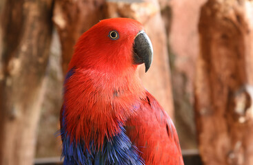 The female eclectus parrot, Eclectus roratus is a parrot native to the Solomon Islands, Sumba, New Guinea and nearby islands, and moluccas.
