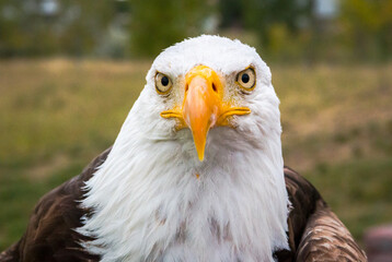 Obraz premium american bald eagle