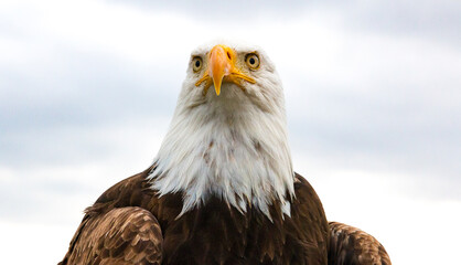 Obraz premium american bald eagle