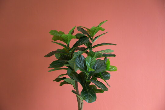 close up fiddle fig (Ficus lyrata) houseplant decoration in empty room .