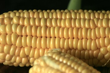 fresh corn from the garden ready to cook
