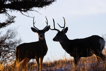 Mule Deer Sunrise