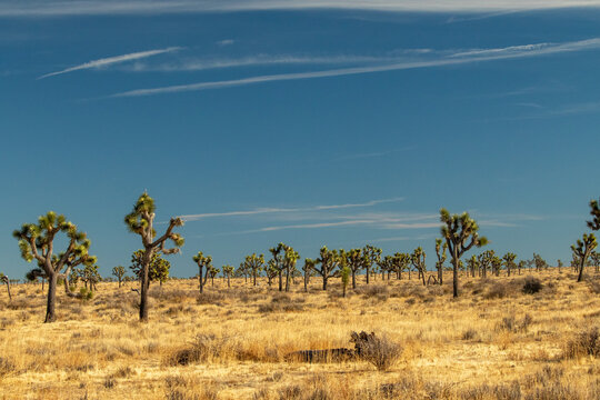 Joshua Tree in a hot sunny winter, and windy.