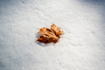 Maple Leaf In The Snow