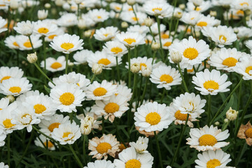 Fototapeta premium Selective focus of white camomiles on green field. top view
