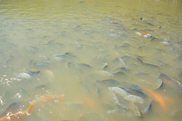 Many different types of freshwater fish They are in the fish pond.
