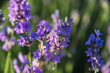 blooming mountain lavender close-up in the rays of the setting sun
