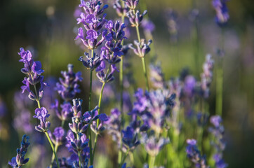 Obraz premium lavender field in the sunset rays of the evening sun