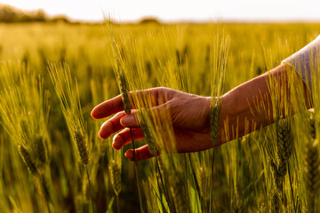 Vertical closeup of a hand touching the wheat plants in the wheat plantation