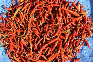 Fototapeta premium red chili peppers close up background