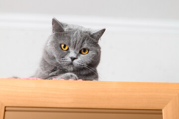 Cute fluffy gray cat sitting on the closet and looking down