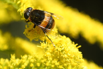 Giant hoverfly is on the flowers of tall goldenrod in the bright autumn sunshine. facing to the left.