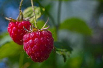 two ripe red raspberries in sunny weather hang on a branch in an open-air garden in summer