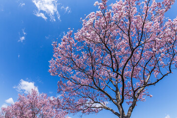 春の陽気に誘われて桜を見歩く。