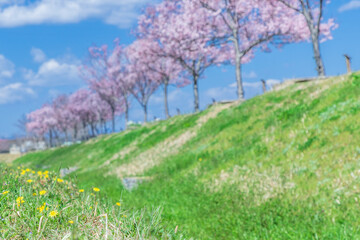 Obraz na płótnie Canvas 春の陽気に誘われて桜を見歩く。