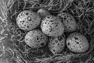 Quail eggs in a nest black and white landscape or portrait