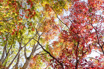 紅葉のある風景