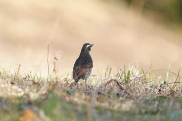 dusky thrush in the field