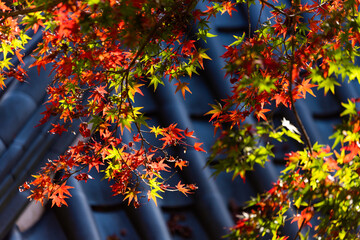 紅葉のある寺院風景