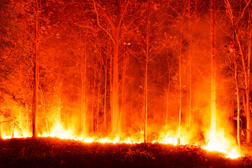 Wildfire, Forest Fire Burning Trees in Red and Orange High Heat at Night in the Forest. On the mountains of northern Thailand, soft focus - 406003735