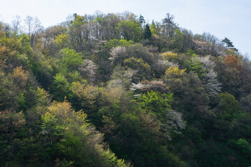 Fototapeta na wymiar 里山の新緑と桜