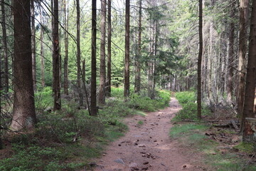 Waldweg im Fichtelgebirge wandern weg wald
