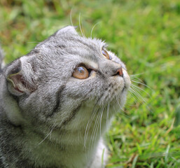 Cat breed Scottish fold summer on a background of green grass