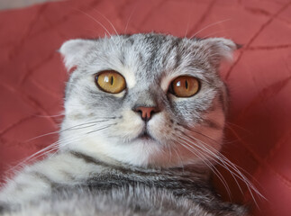 Scottish fold closeup