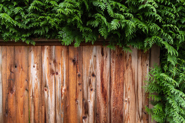 a backdrop of dense green bushes above the wet, light brown wooden fence