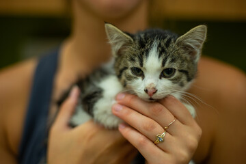 cat in hands erh my gerd look at that kitten. It could fit in a tea cup