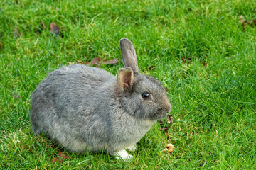 portrait of a cute chubby grey rabbit resting on the green grasses in the park