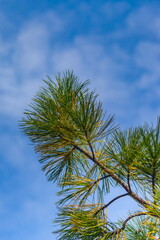 Siberian pine branch with green needles closeup against the blue sky with white clouds in summer